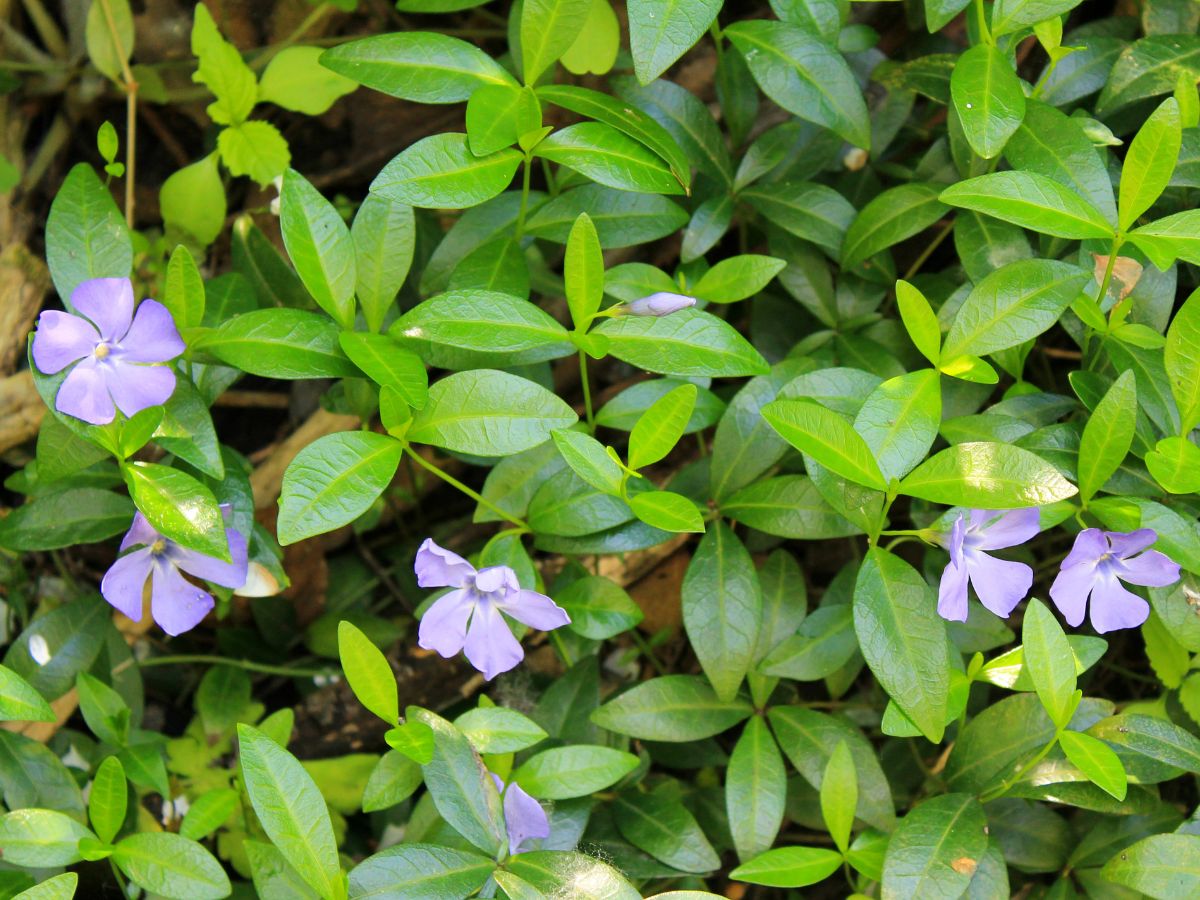 ヒメツルニチニチソウを植えてはいけない理由