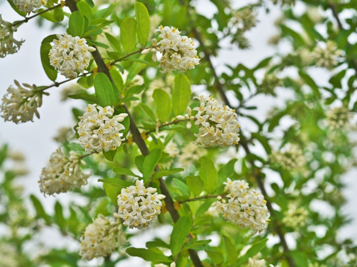 ライラックの台木に使われるイボタノキの花