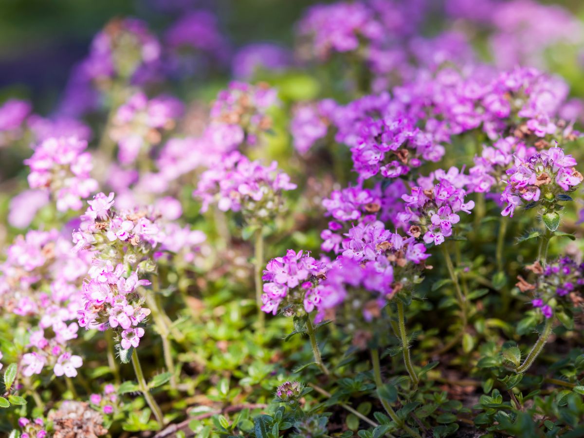 クリーピングタイムを植えてはいけない理由