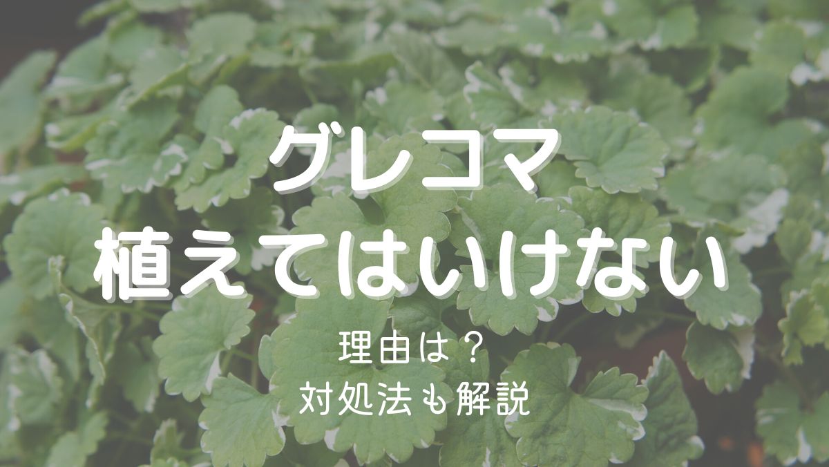 グレコマを植えてはいけない理由は増えすぎるから！対処法も解説