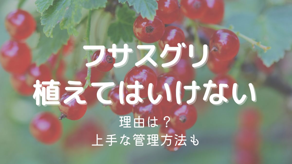 フサスグリを植えてはいけない理由は管理が難しいから！対処法も解説