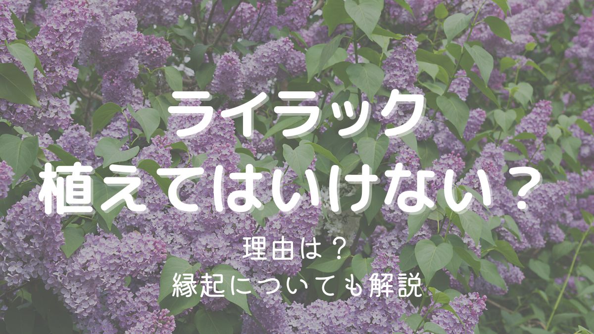 ライラックを植えてはいけない理由は育てるのが難しいから！対処法を解説