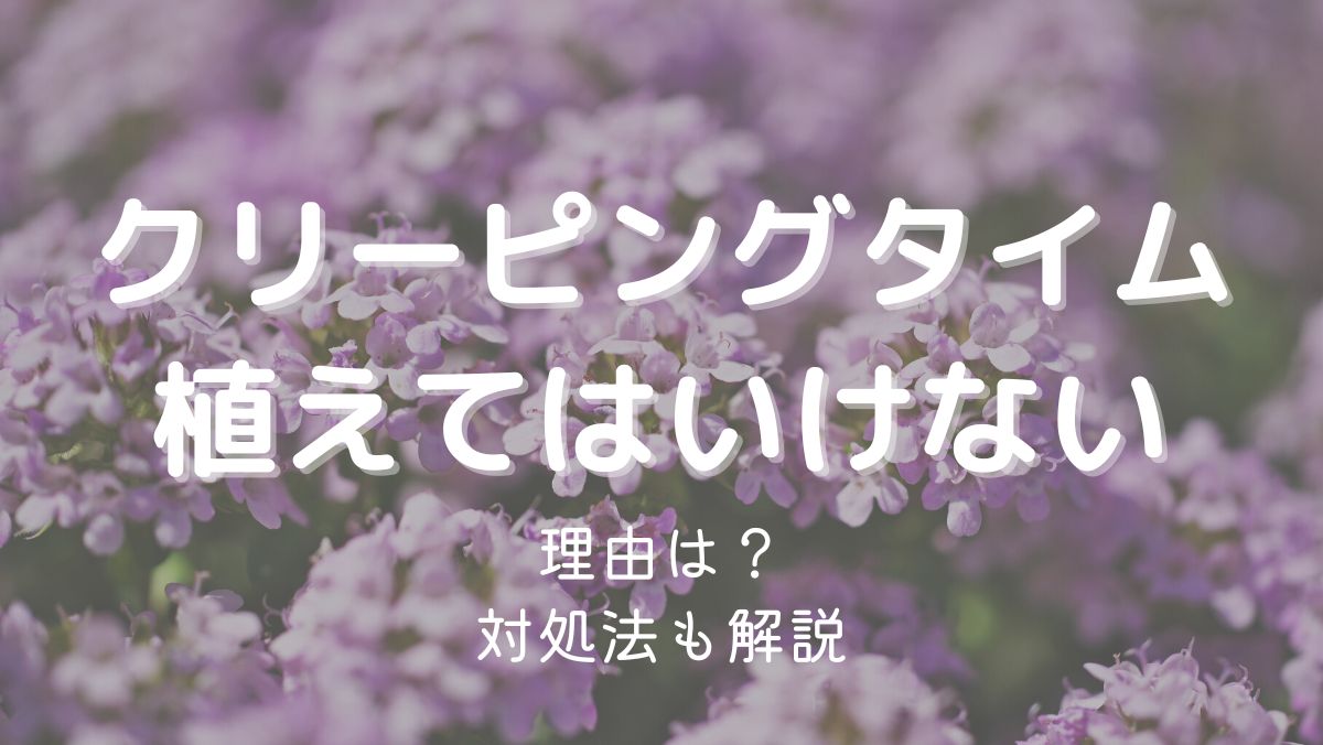 クリーピングタイムを植えてはいけない理由は増えすぎるから！対処法も解説