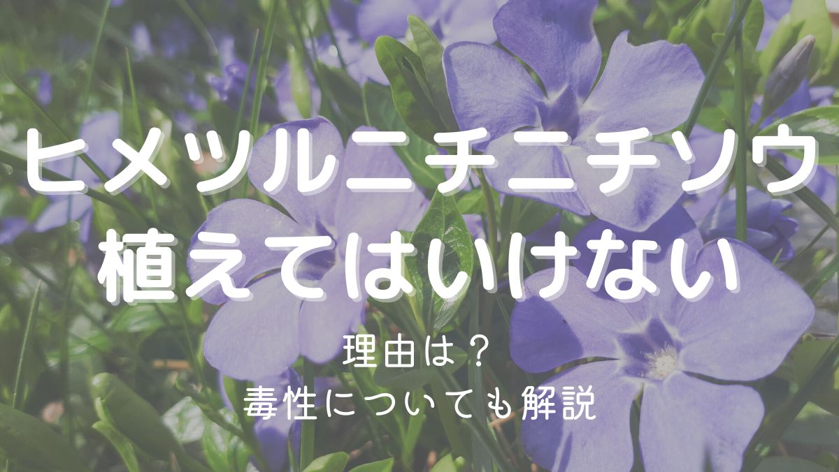 ヒメツルニチニチソウを植えてはいけない理由は増えすぎるから！対処法を解説