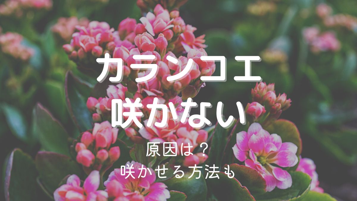 カランコエの花が咲かない原因と咲かせるための対処法をくわしく解説