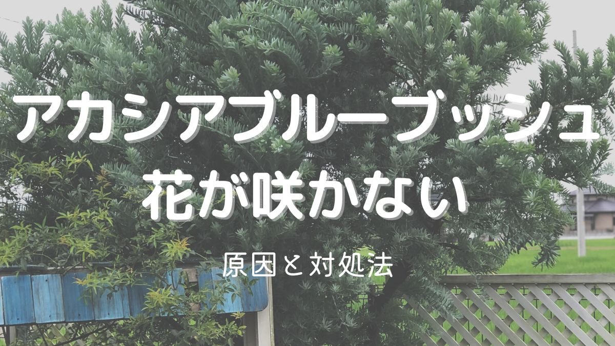 アカシアブルーブッシュの花が咲かない原因と咲かせるための対処法をくわしく解説