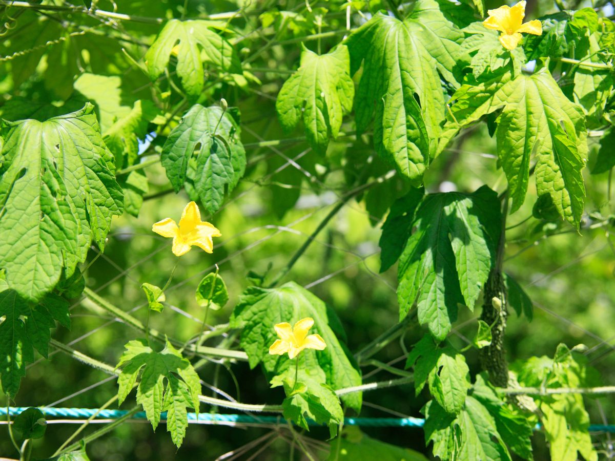 ゴーヤの花が咲かない原因と咲かせるための対処法