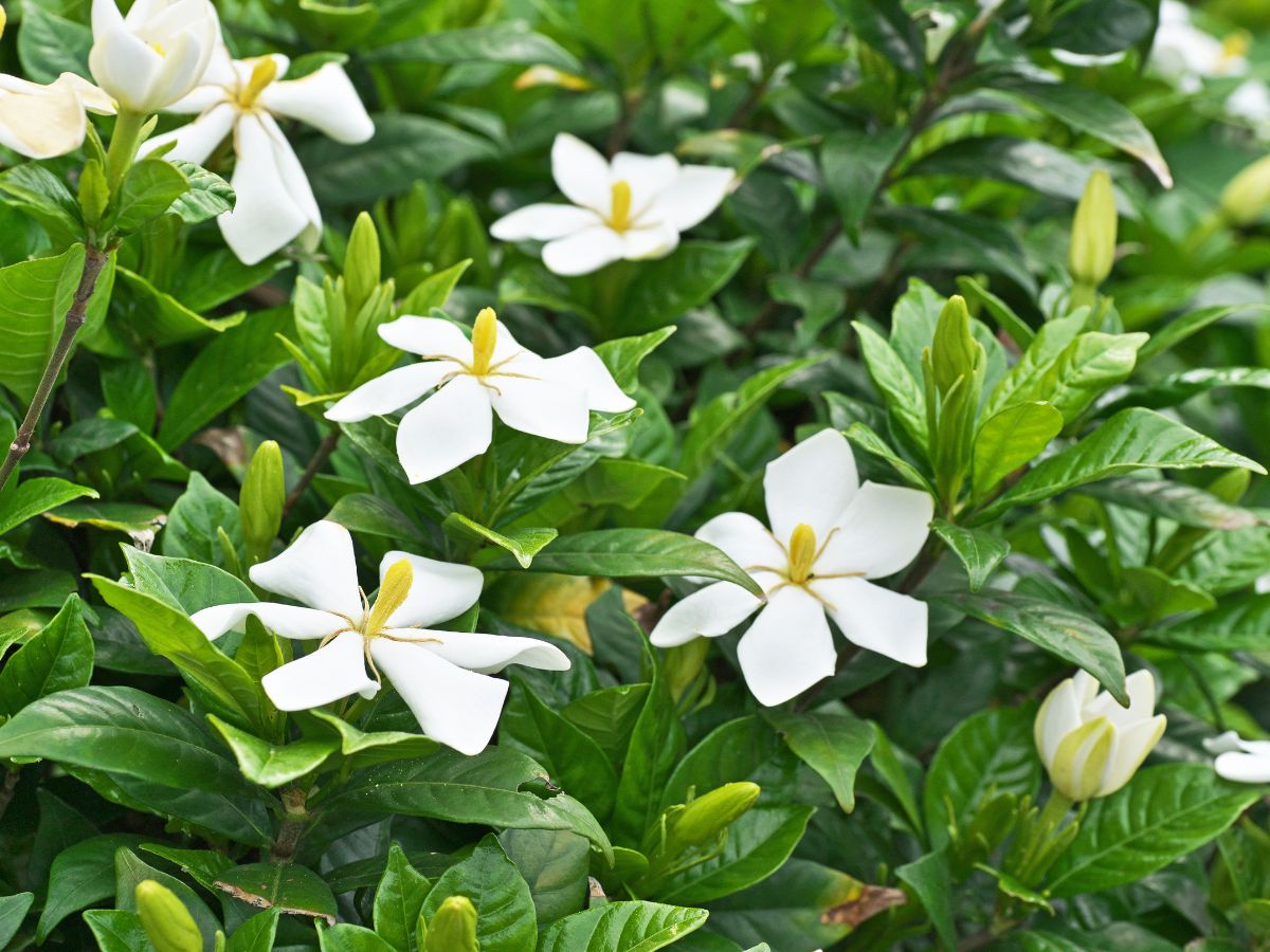 クチナシの花が咲かない原因と咲かせるための対処法