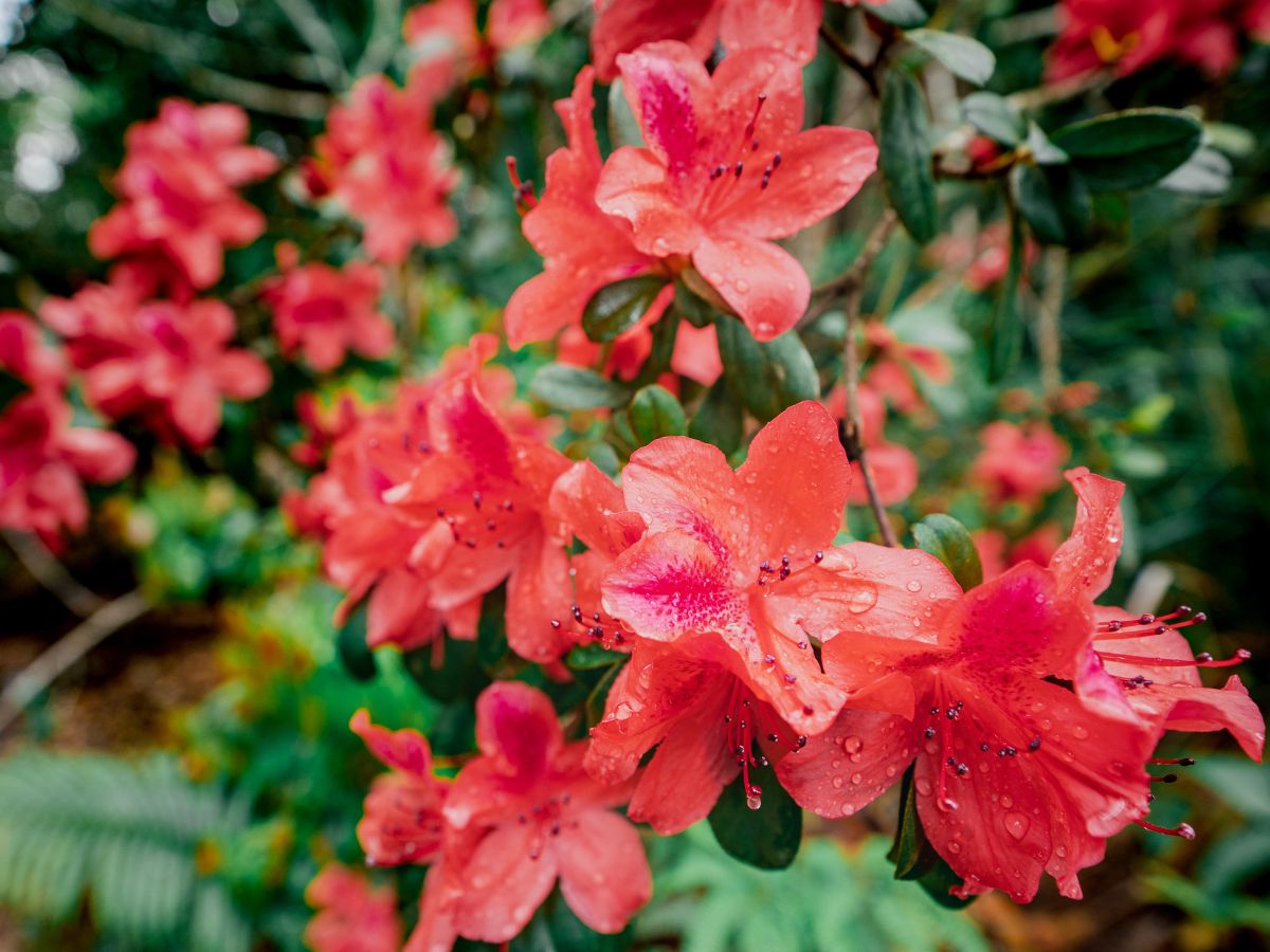 ツツジの花が咲かない原因と咲かせるための対処法｜花芽のついた枝を剪定した