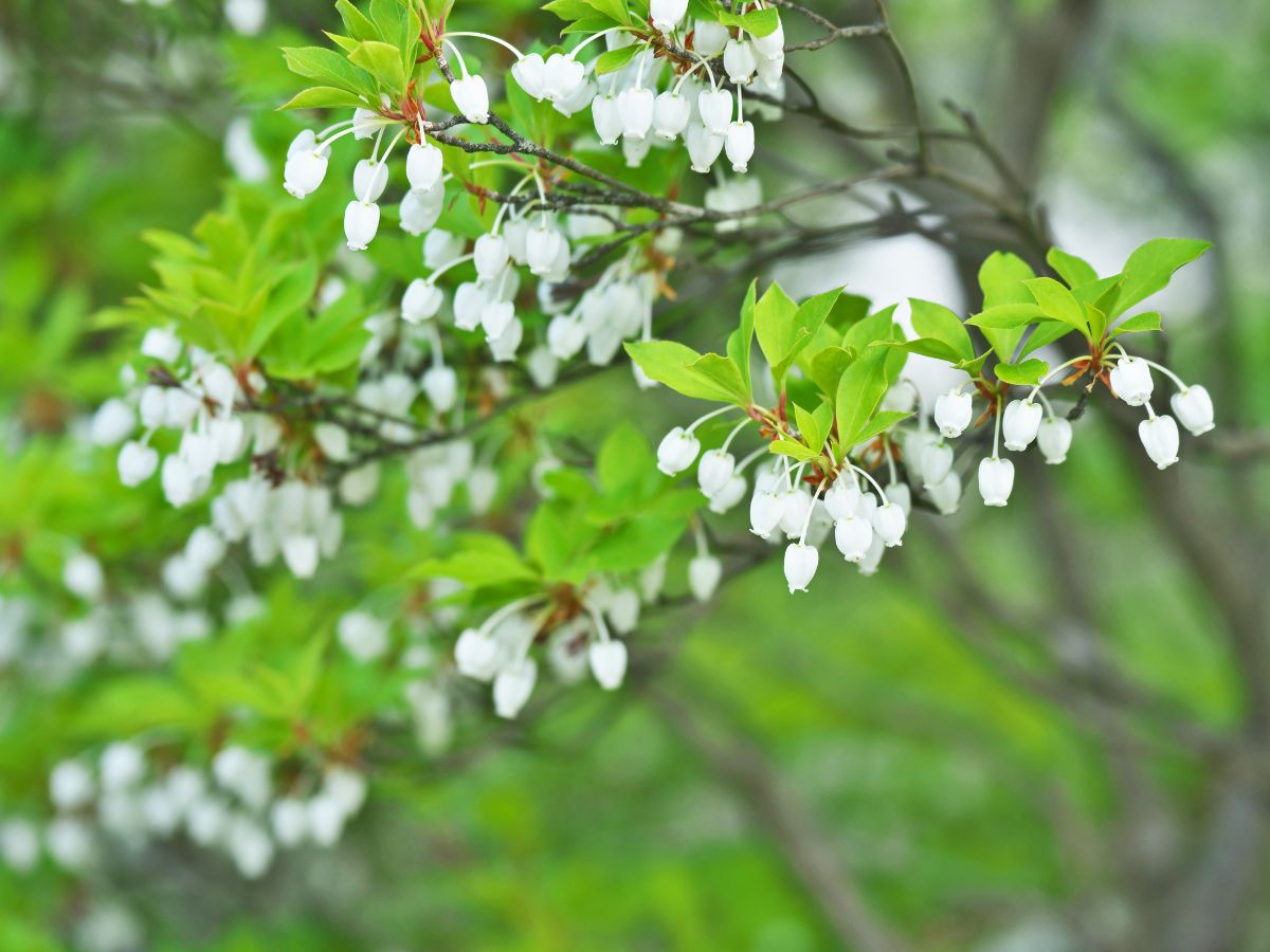 ドウダンツツジの花が咲かない原因と咲かせるための対処法｜日照不足