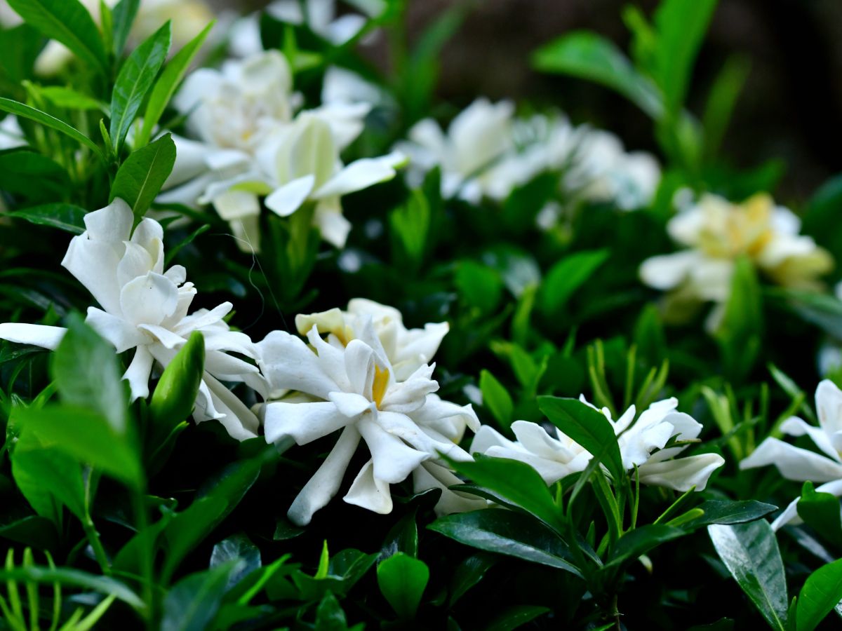 クチナシの花が咲かない原因と咲かせるための対処法・花芽のついた枝を剪定した