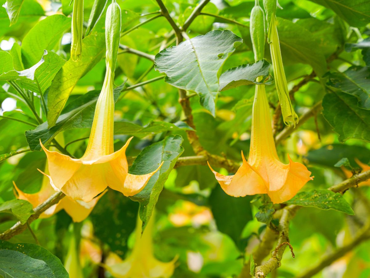 エンゼルトランペットの花が咲かない原因と咲かせるための対処法｜肥料不足