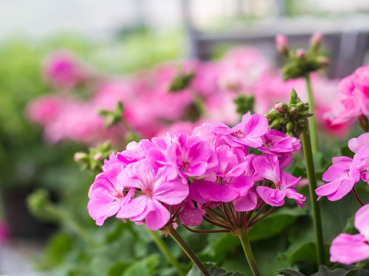 ゼラニウムの花が咲かない原因と咲かせるための対処法