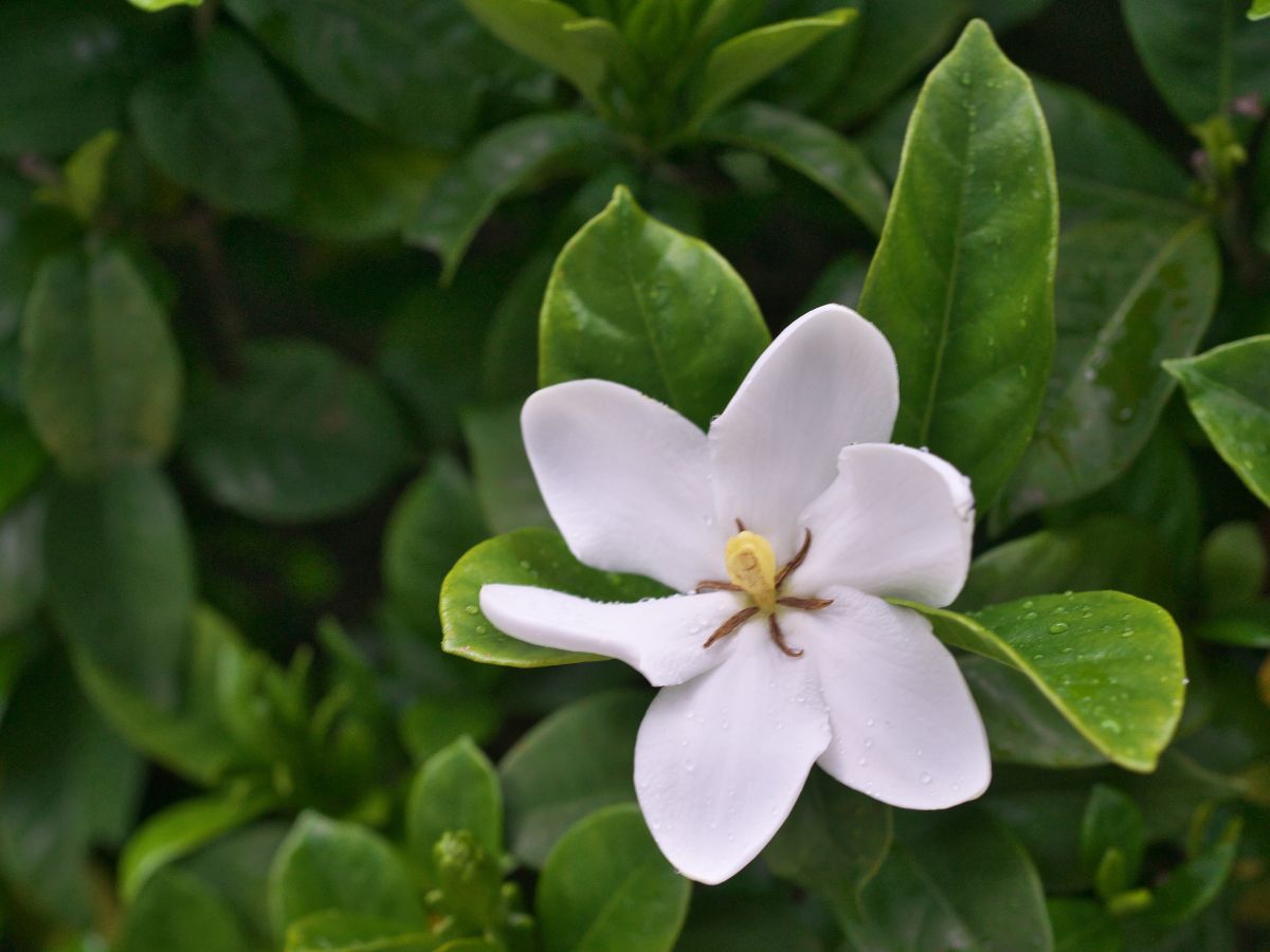 クチナシの花が咲かない原因と咲かせるための対処法：日照不足