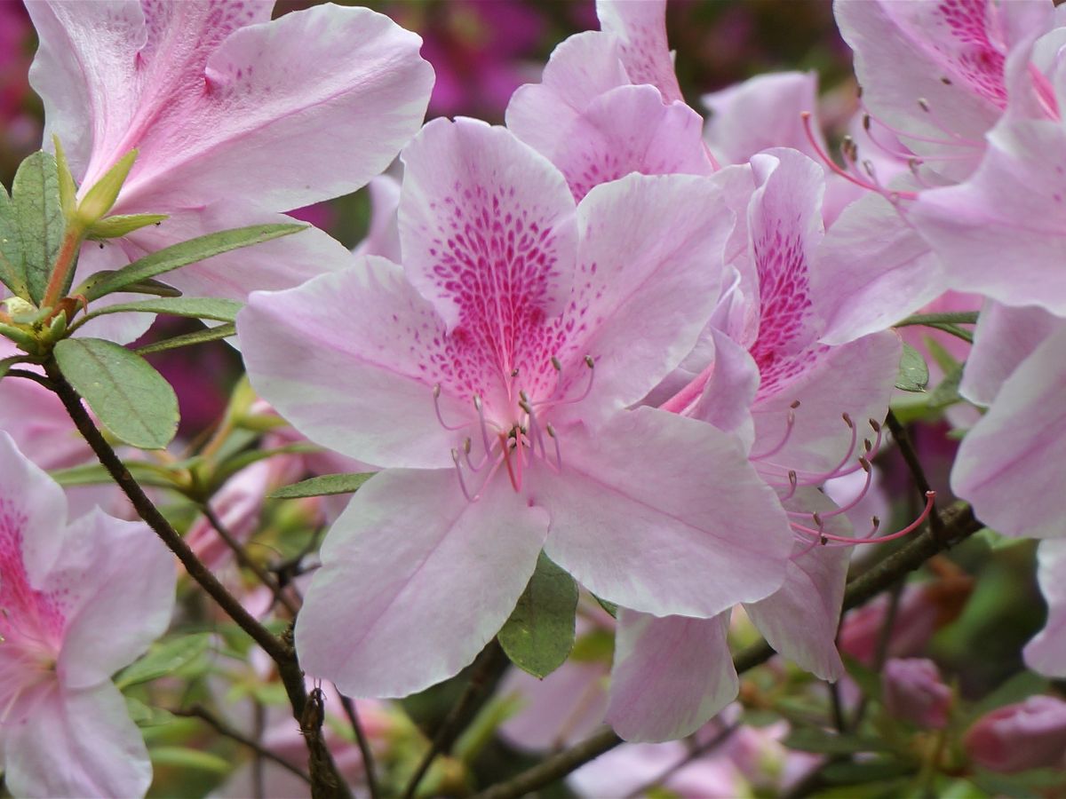 ツツジの花が咲かない原因と咲かせるための対処法｜肥料不足