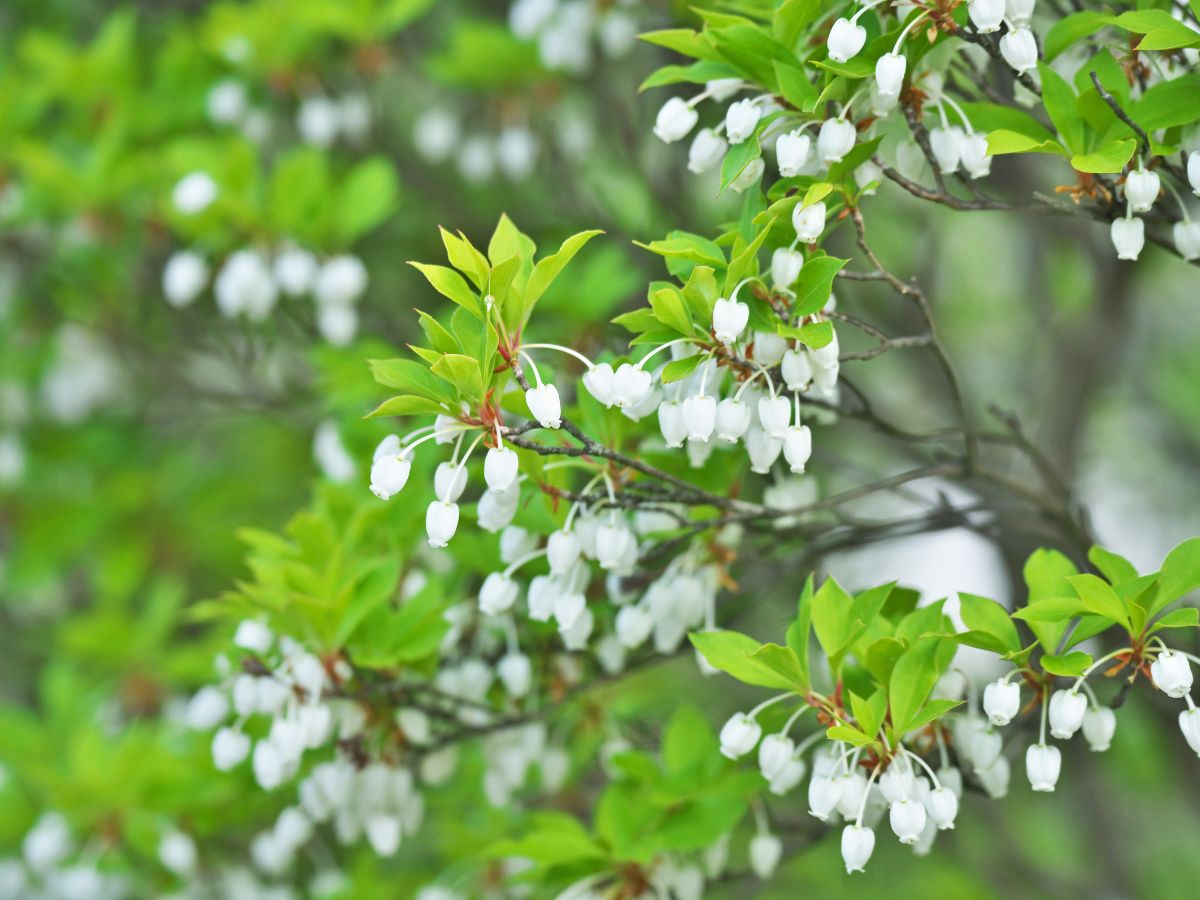 ドウダンツツジの花が咲かない原因と咲かせるための対処法｜水やりが足りない