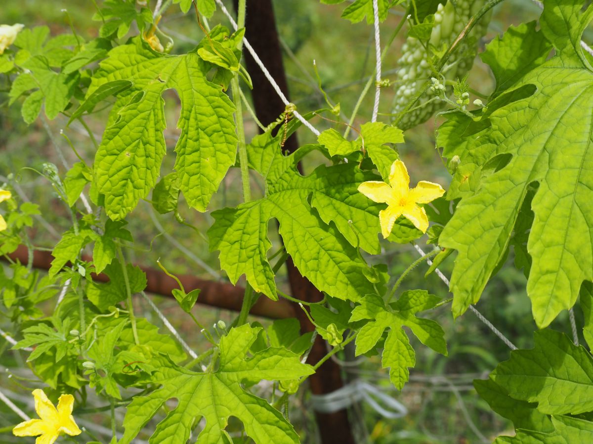 ゴーヤの花が咲かない原因と咲かせるための対処法：肥料が足りない