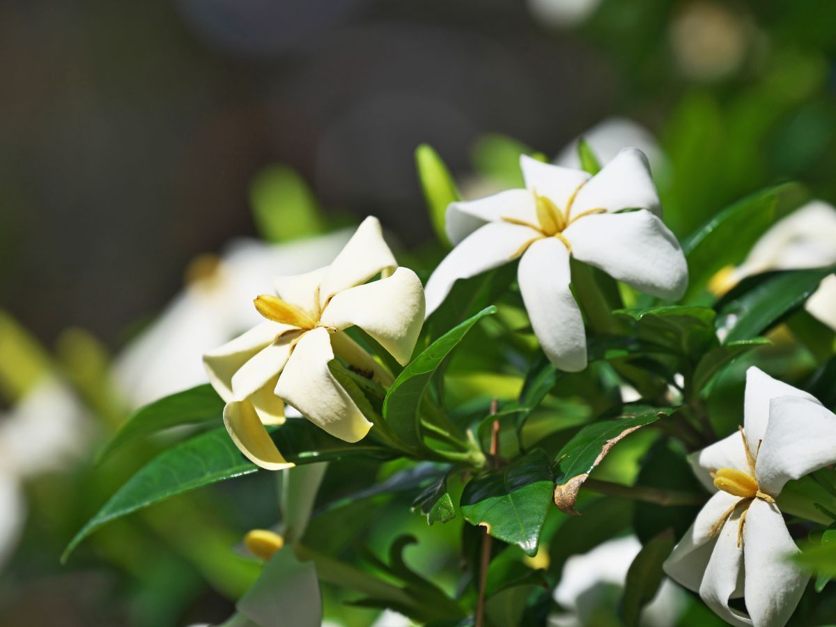 クチナシの花が咲かない原因と咲かせるための対処法：肥料不足