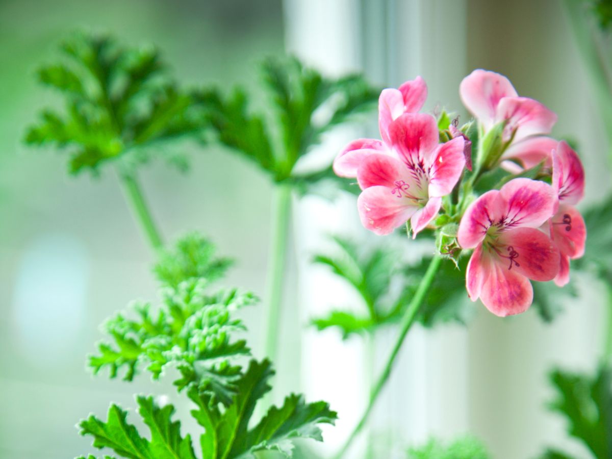 ゼラニウムの花が咲かない原因と咲かせるための対処法