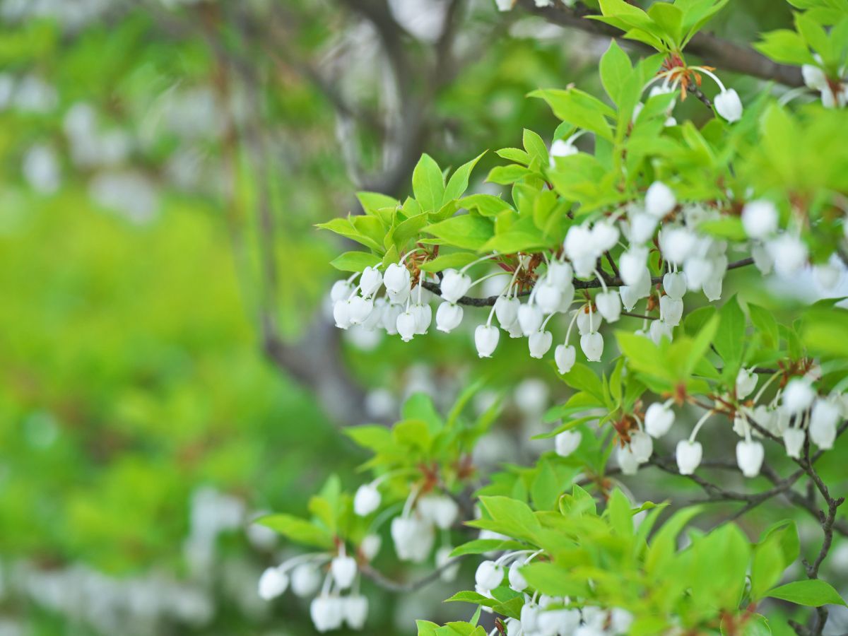 ドウダンツツジの花が咲かない原因と咲かせるための対処法｜剪定時期が遅かった