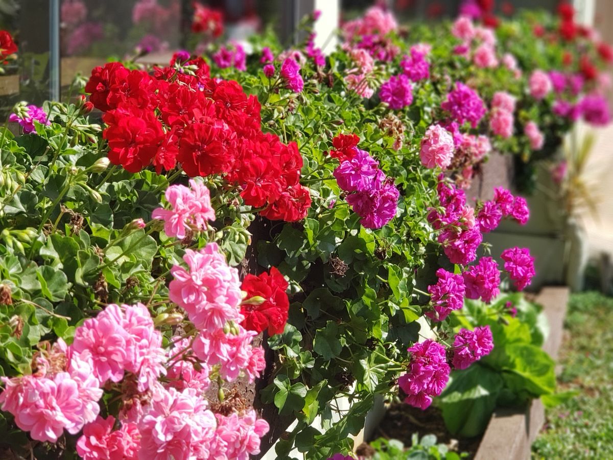 ゼラニウムの花が咲かない原因と咲かせるための対処法