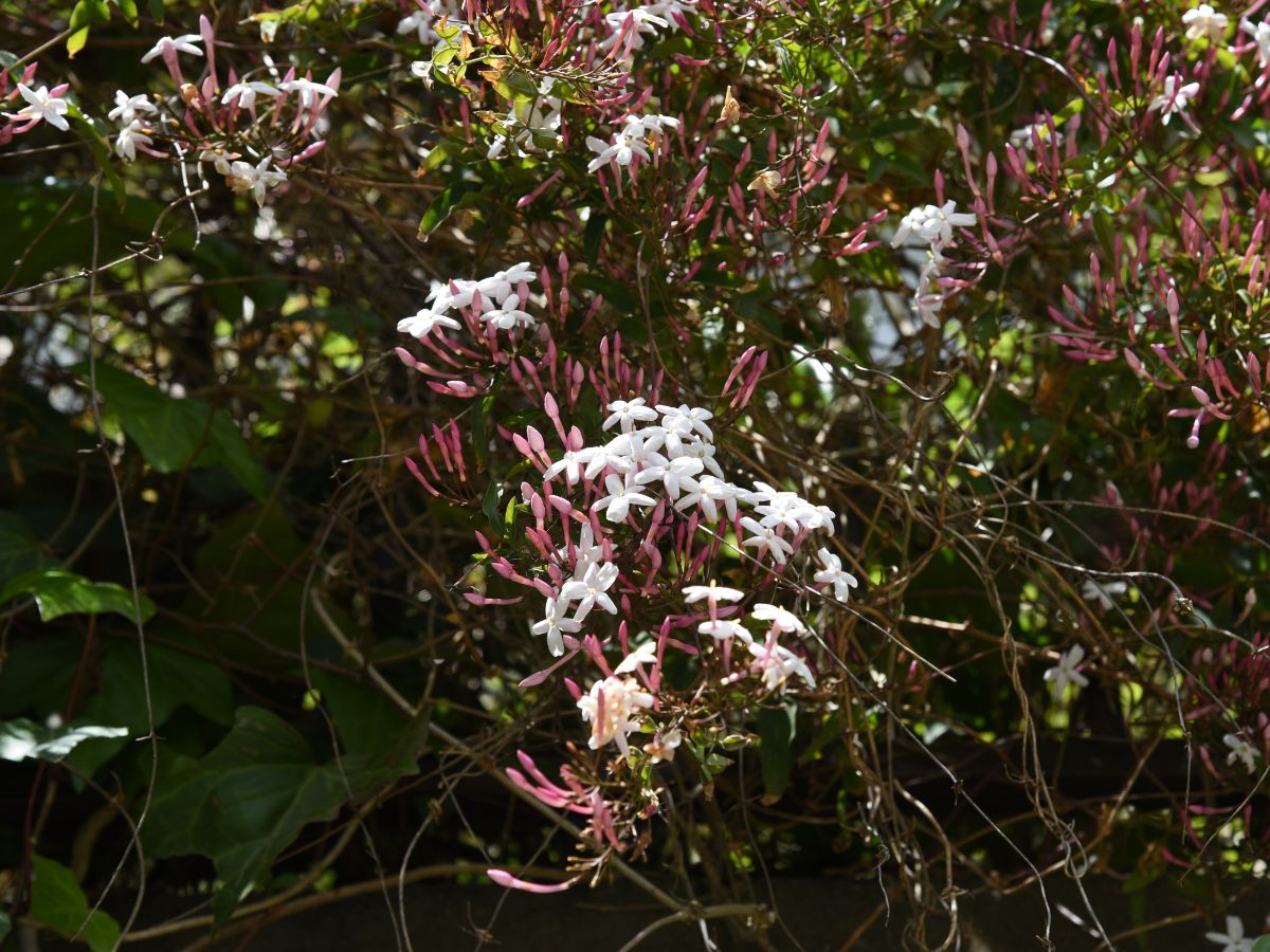 他の植物の生育を阻害する