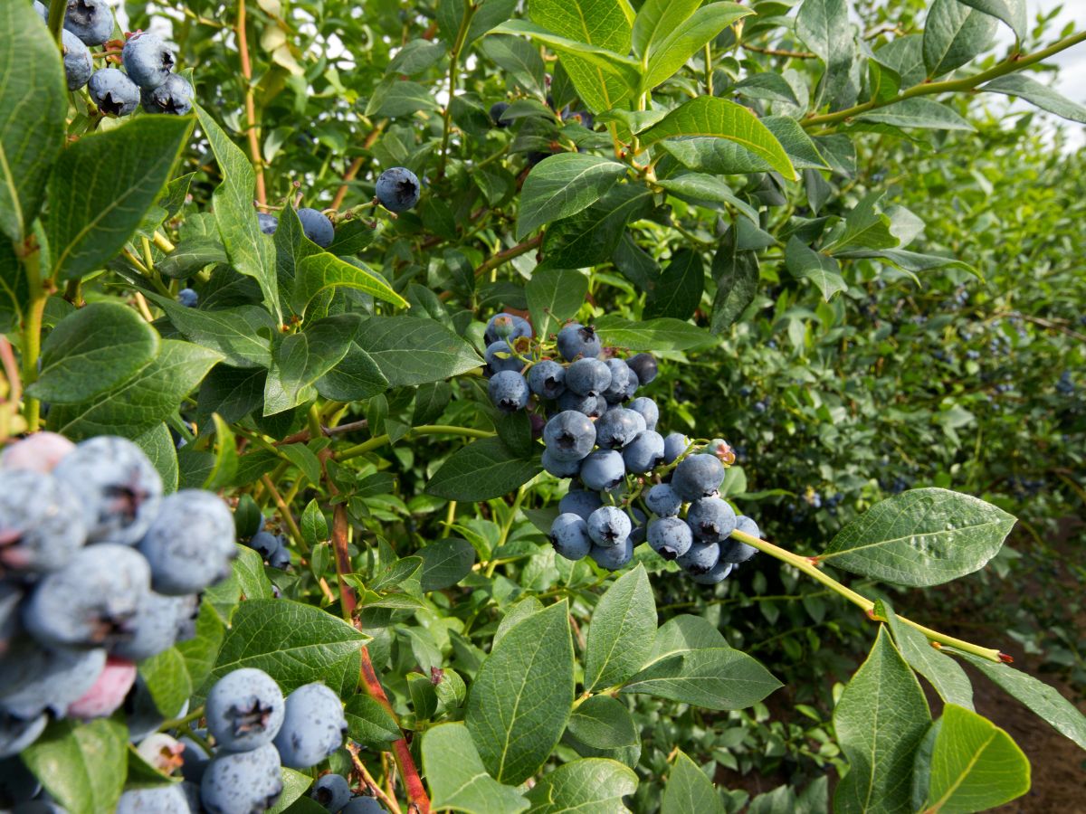 ブルーベリーを植えるときの対処法