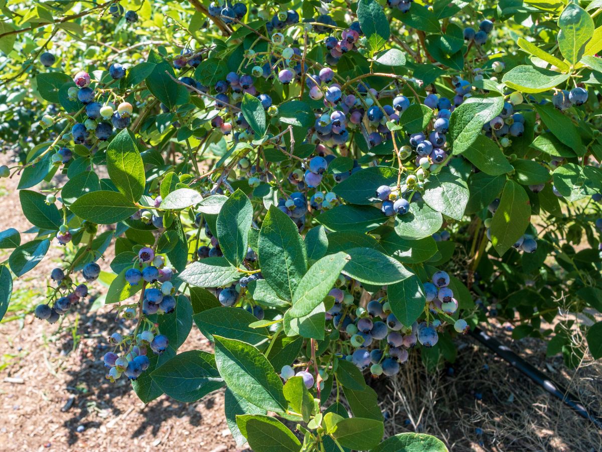 酸性の土に植える