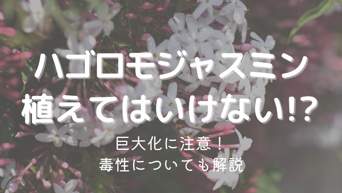 ハゴロモジャスミンを植えてはいけない理由は大きくなりすぎるから！対処法も解説