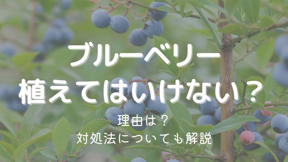 ブルーベリーを植えてはいけない理由は栽培が難しいから！対処法も解説