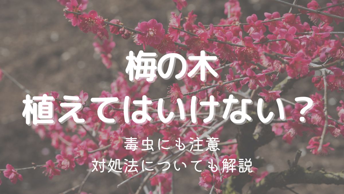 梅の木を植えてはいけないのは管理が大変だから！対処法も解説