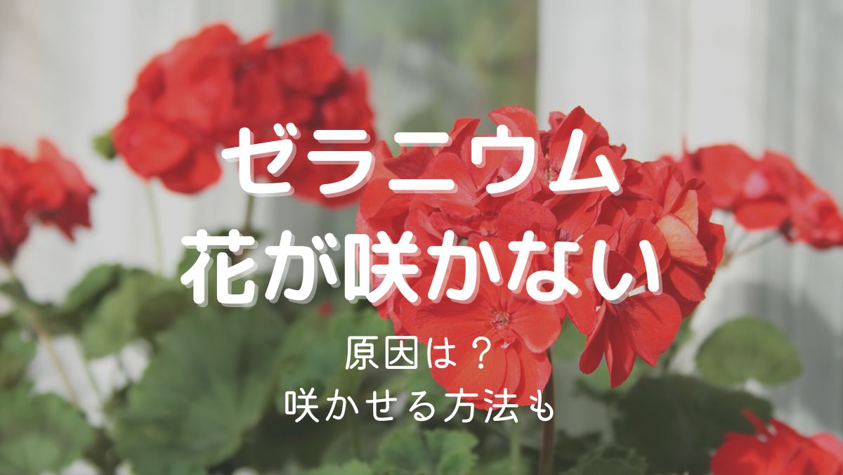 ゼラニウムの花が咲かない原因と咲かせるための対処法をくわしく解説