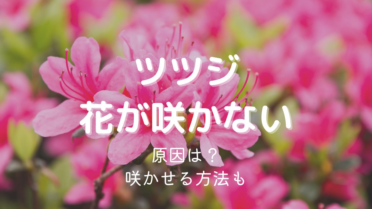 ツツジの花が咲かない原因と咲かせるための対処法をくわしく解説