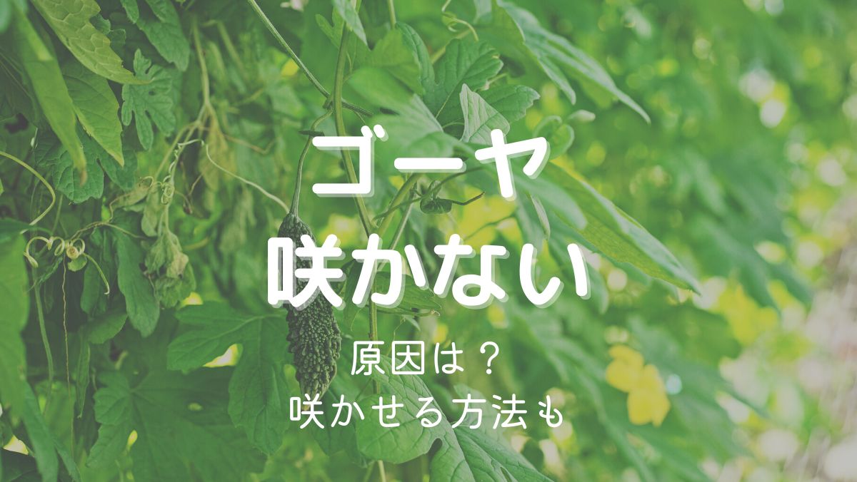 ゴーヤの花が咲かない原因と咲かせるための対処法をくわしく解説