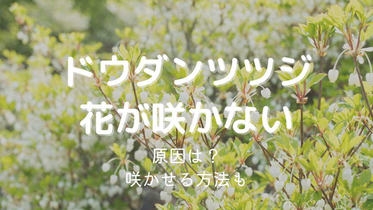 ドウダンツツジの花が咲かない原因と咲かせるための対処法をくわしく解説