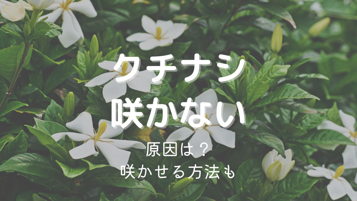 クチナシの花が咲かない原因と咲かせるための対処法をくわしく解説