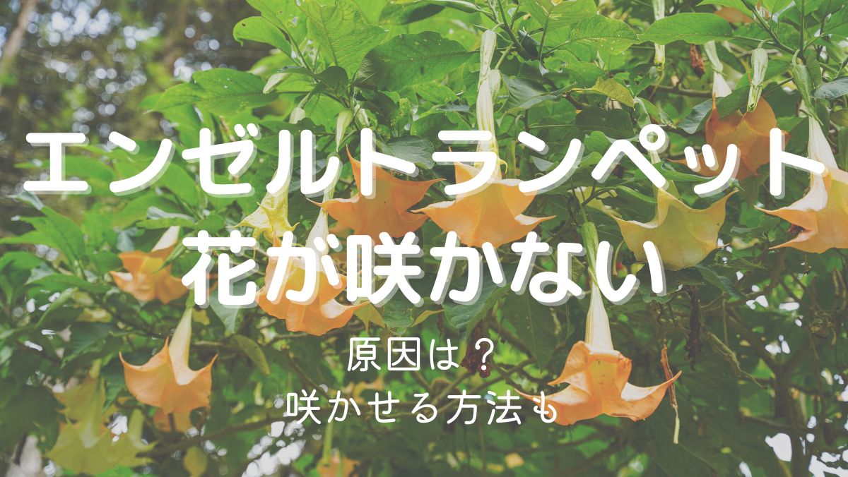 エンゼルトランペットの花が咲かない原因と咲かせるための対処法をくわしく解説