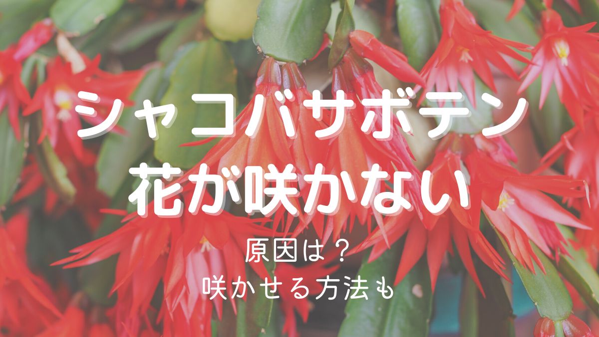 シャコバサボテンの花が咲かない原因と咲かせるための対処法をくわしく解説