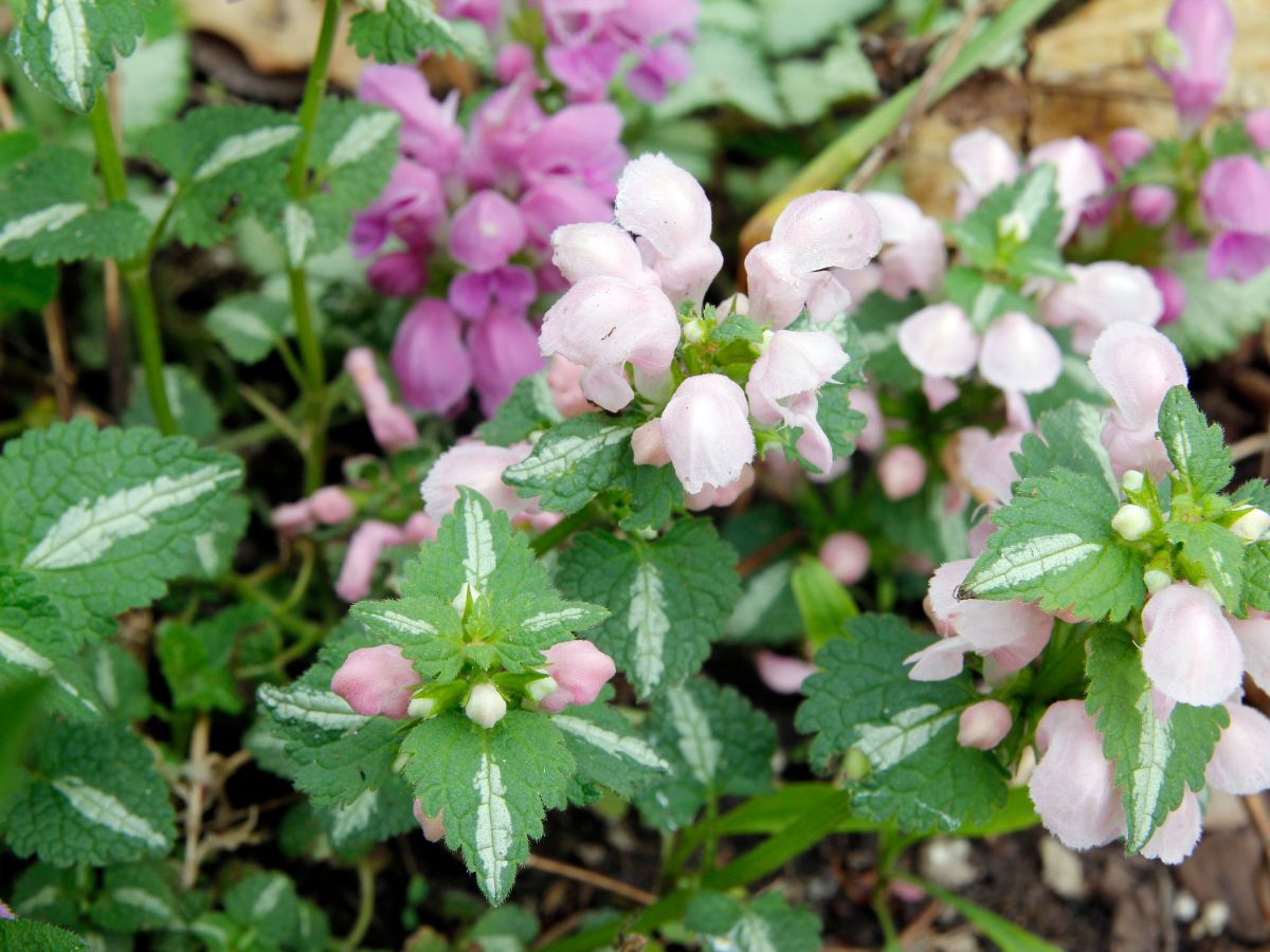 ラミウムを植えてはいけない理由