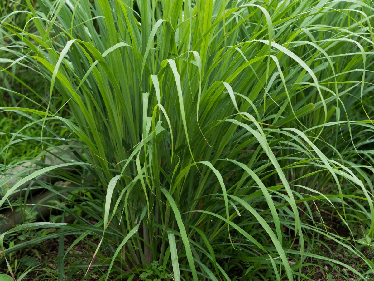 レモングラスを植えてはいけない理由