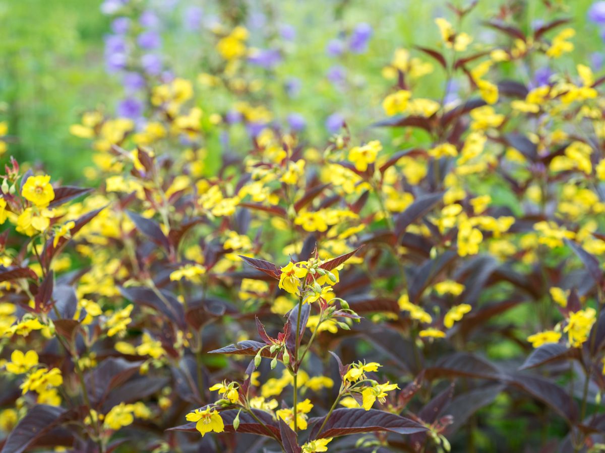 寄植えに注意