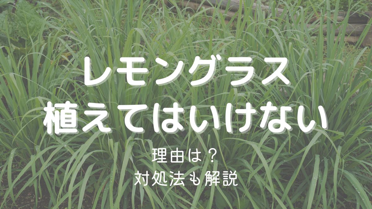 レモングラスを植えてはいけない理由は大きくなりすぎるから！対処法も解説