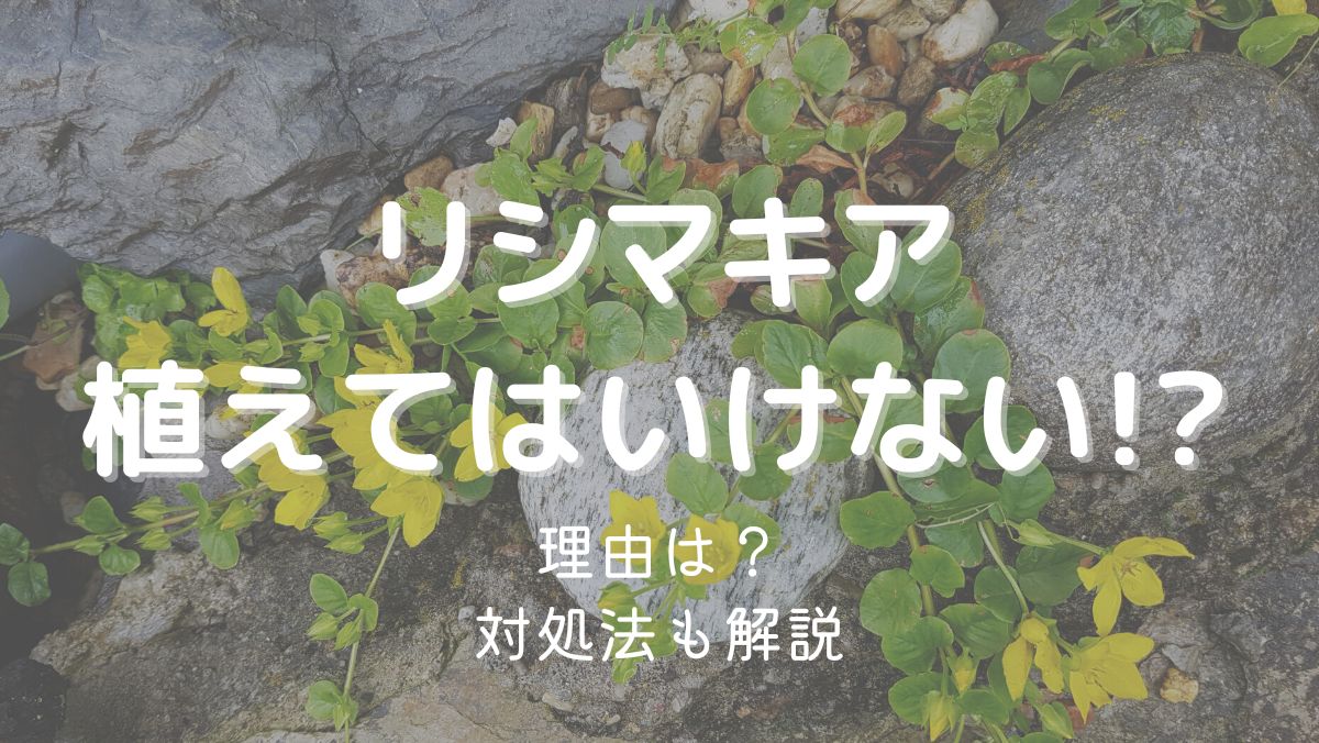 リシマキアを植えてはいけない理由は増えやすいから？対処法も解説