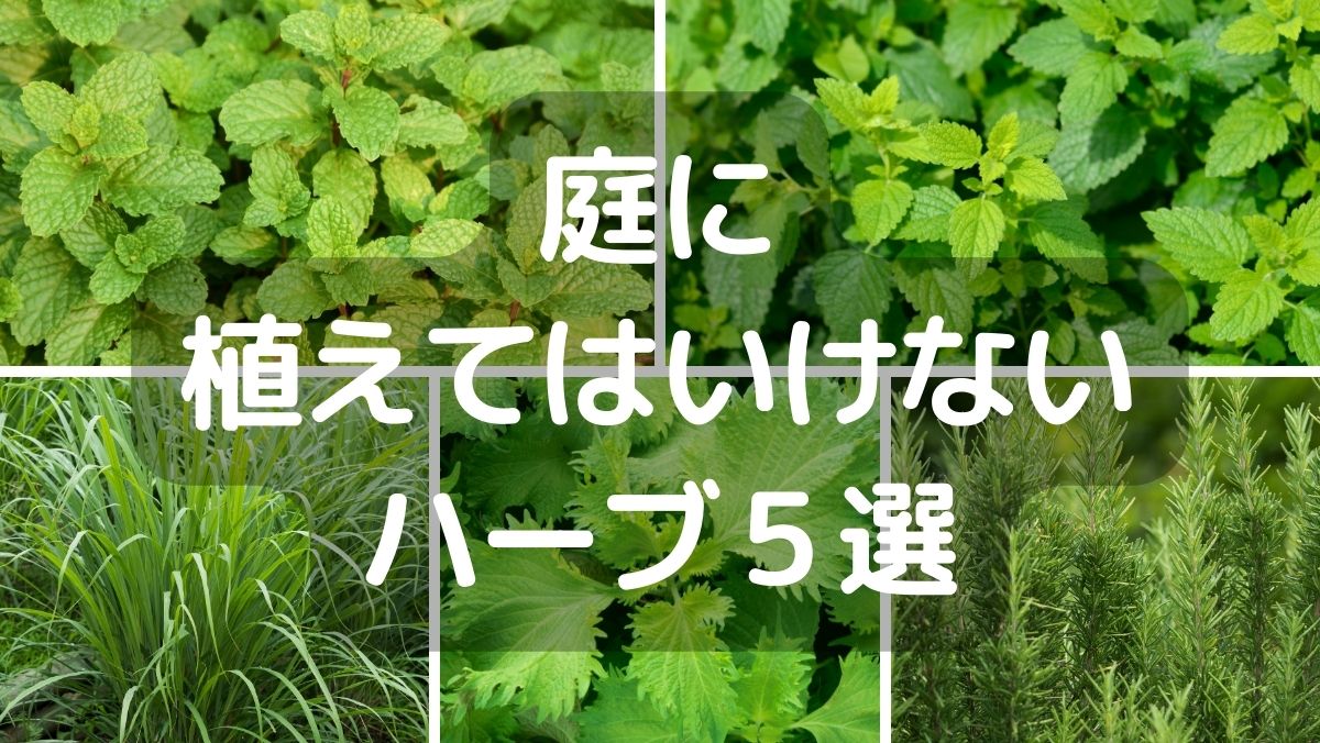 庭に植えてはいけないハーブを5つ厳選！理由も詳しく解説