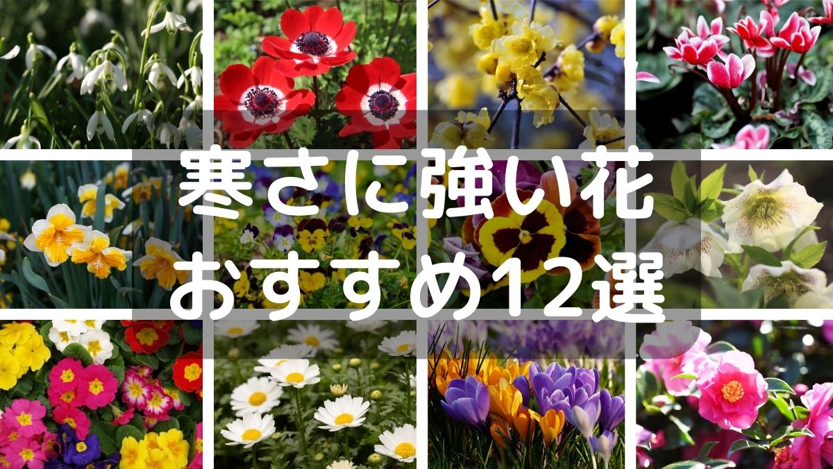 寒さに強い花12選！多年草（球根・宿根草）・一年草・花木別に紹介