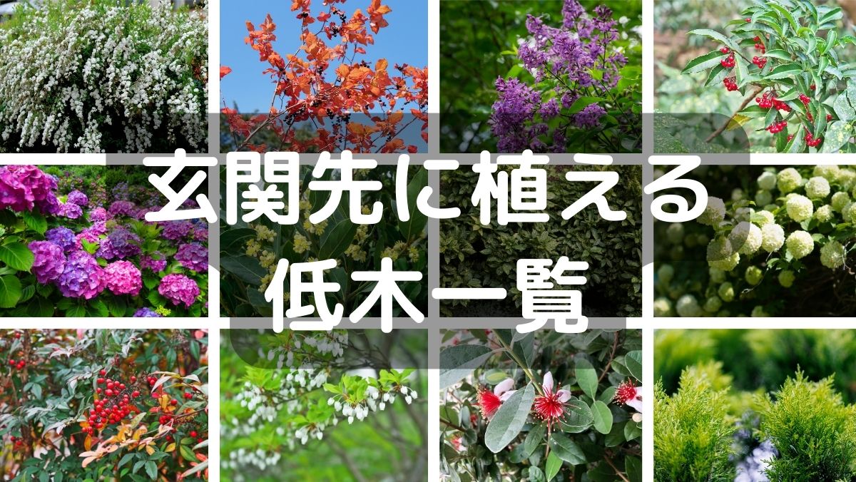 玄関先に植える木！低木のおすすめを風水・常緑・北側などシーン別に紹介