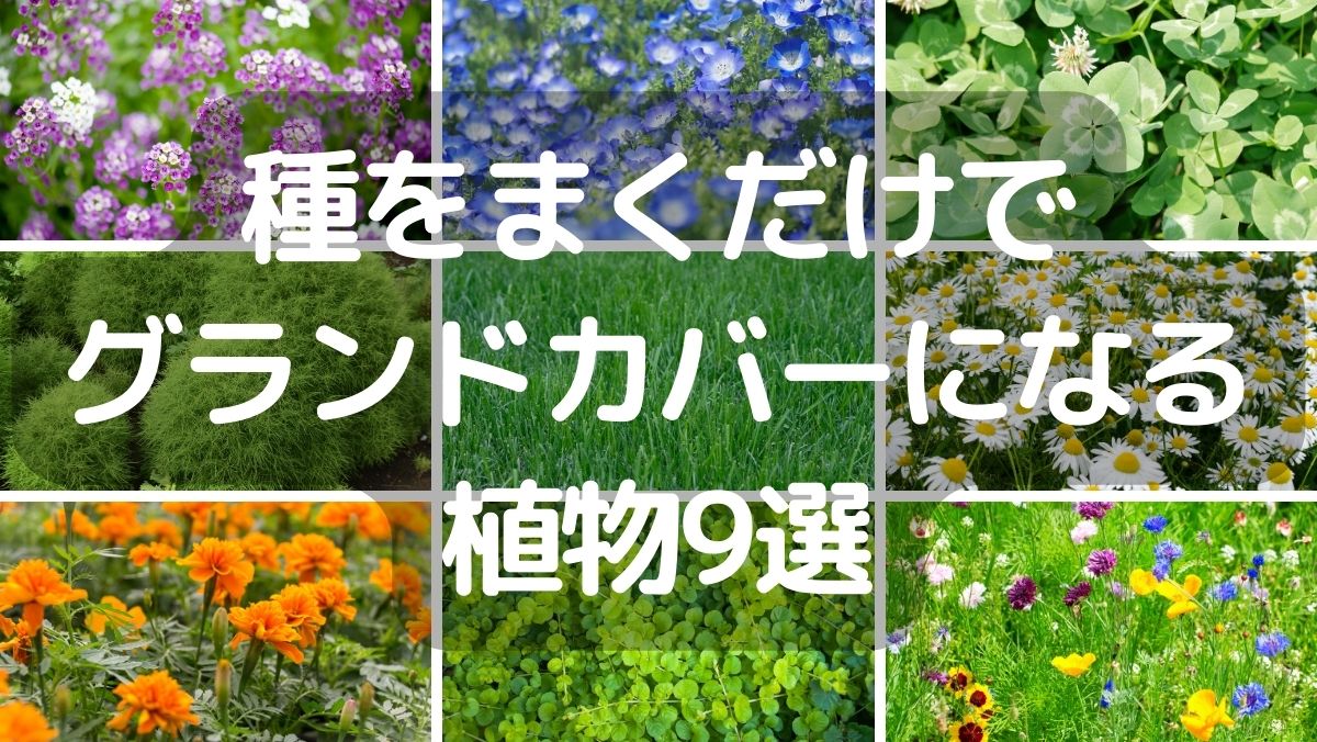 種をまくだけでグランドカバーができる植物9選！植える場所（広場・通路・花壇）別に紹介