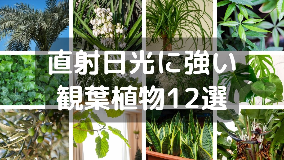 直射日光に強い観葉植物12選